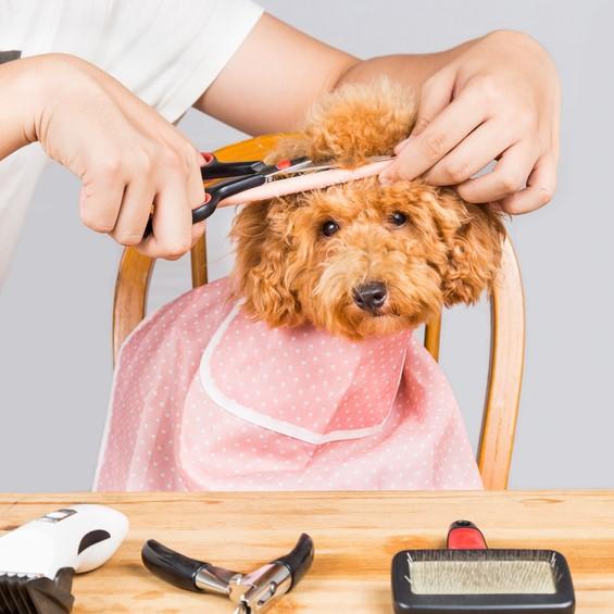 ¿Debemos cortar el pelaje a nuestro perro en verano?