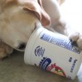¿Los perros pueden comer yogur?