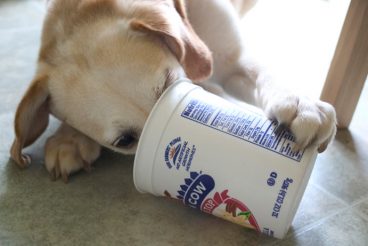 ¿Los perros pueden comer yogur?