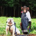 El mono Pankun y su perro James