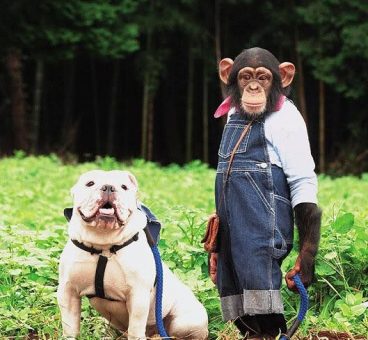 El mono Pankun y su perro James