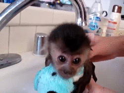 mono en el baño