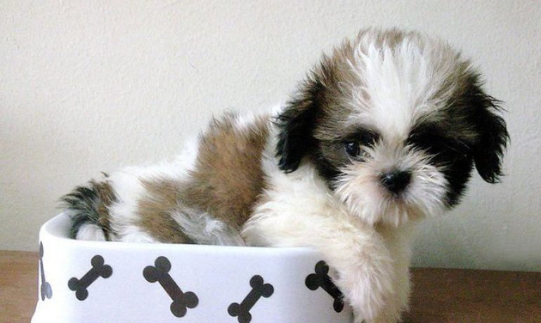 perro Shih tzu