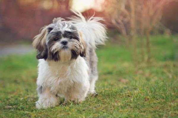 Carácter del shih tzu