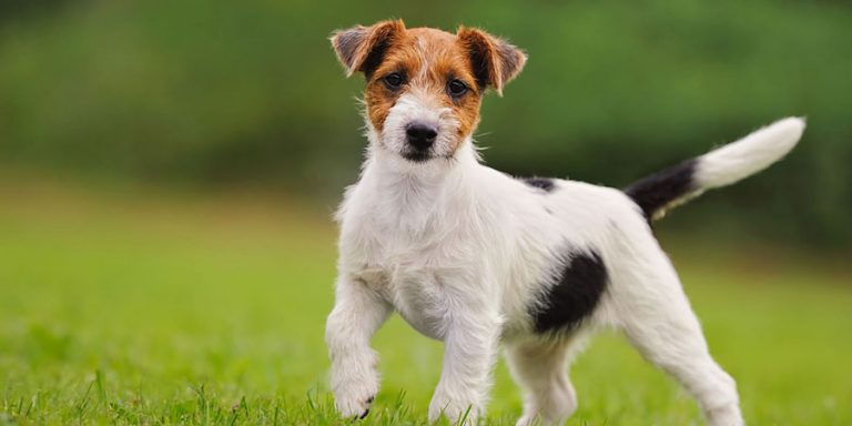 todo-sobre-la-raza-jack-russell-terrier-caracter-sticas-comportamiento