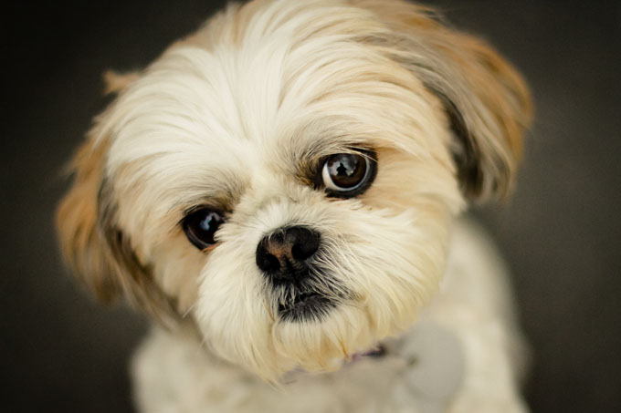 Características del perro shih tzu