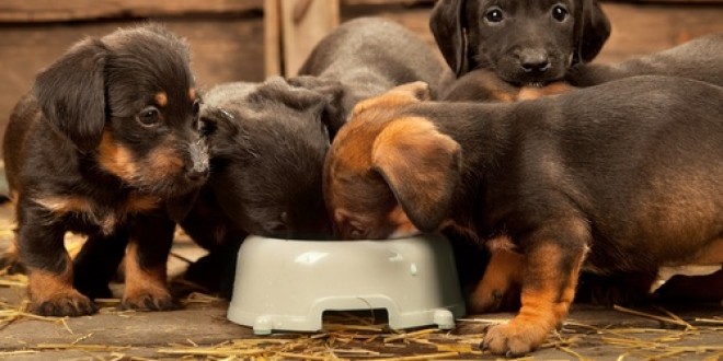 Cómo alimentar a tu perro de la forma más adecuada