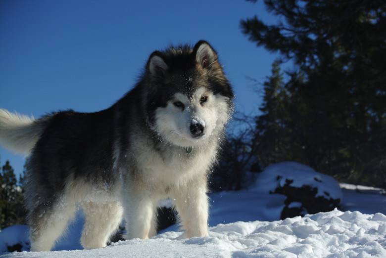 Cómo es el carácter de los perros alaskan malamute