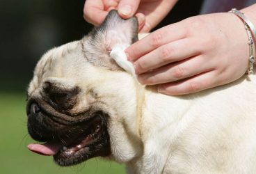 cómo limpiar las orejas a un perro