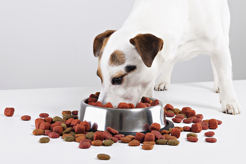 Cómo puedes lograr que tu perro coma más despacio y que incluso mastique la comida