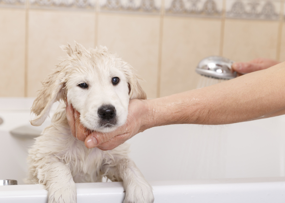 Con qué frecuencia se debe bañar a un cachorro