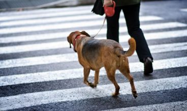 Consejos para enseñar a un perro a cruzar la calle