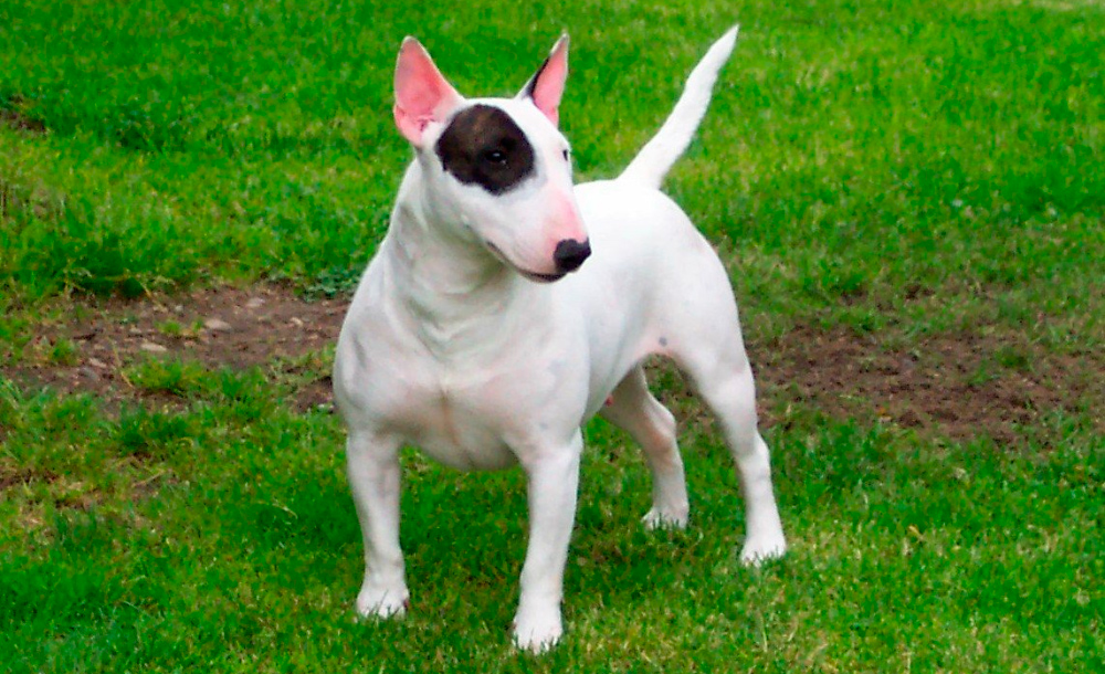 Cuál es la historia de la raza bull terrier inglés