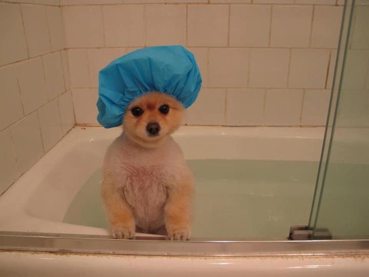 Cuándo se puede bañar a un cachorro