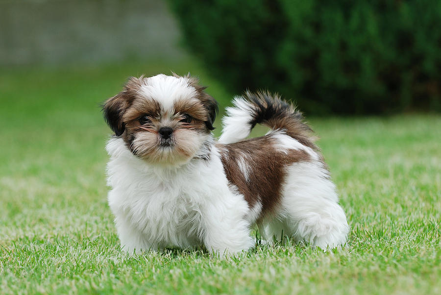 Cuidados necesarios del perro shih tzu