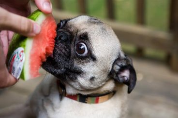 Frutas y verduras que pueden comer los perros