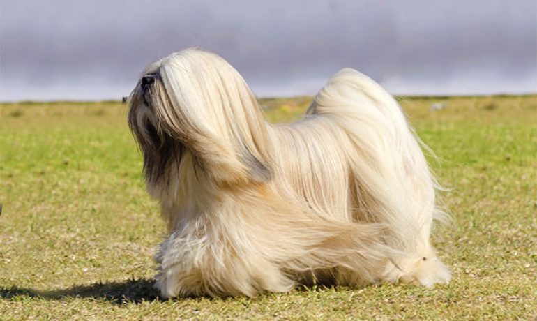 raza de perro lhasa apso