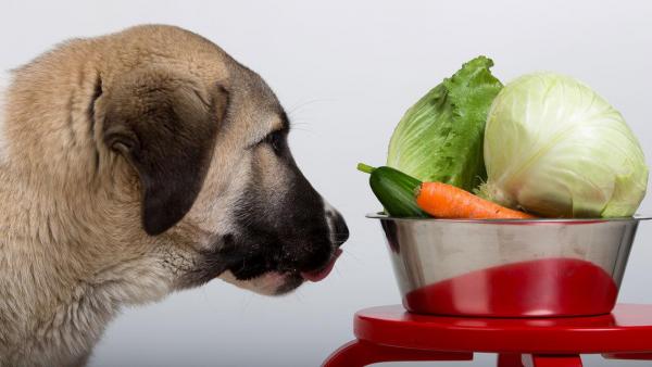 Lista de frutas y verduras que pueden comer los perros