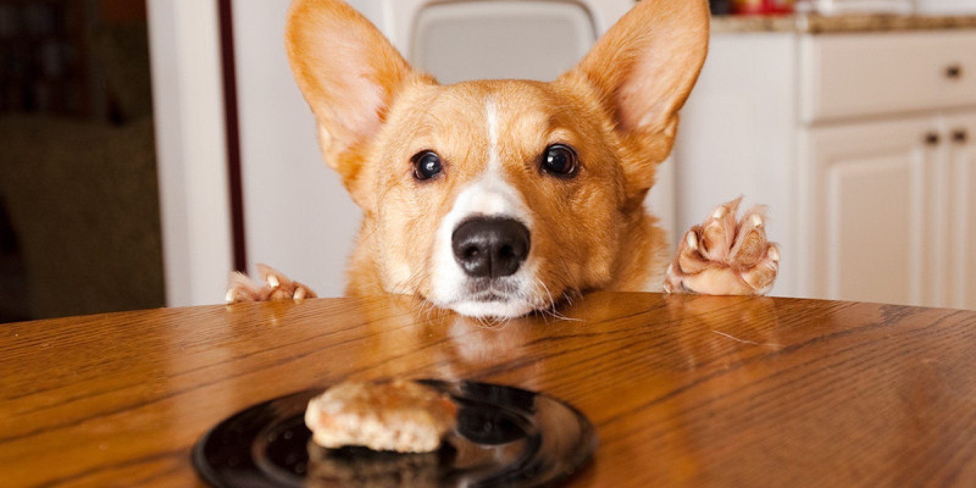 Descubre si los perros pueden comer chocolate. ¡Resuelve tus dudas!