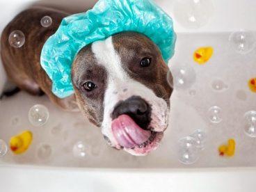 Mitos sobre el baño de los perros