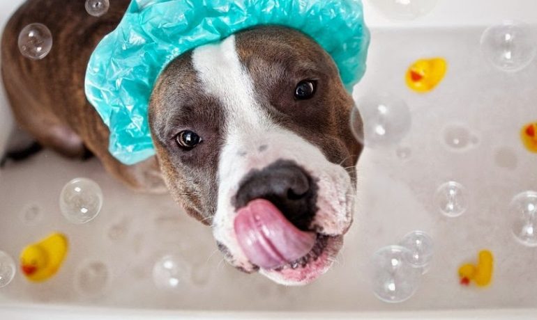 Mitos sobre el baño de los perros
