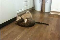 pelea perro y gato