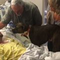 perra se despide de dueño en hospital