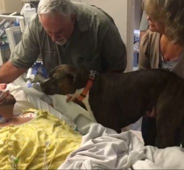 perra se despide de dueño en hospital