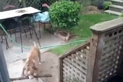 perro se choca con palo