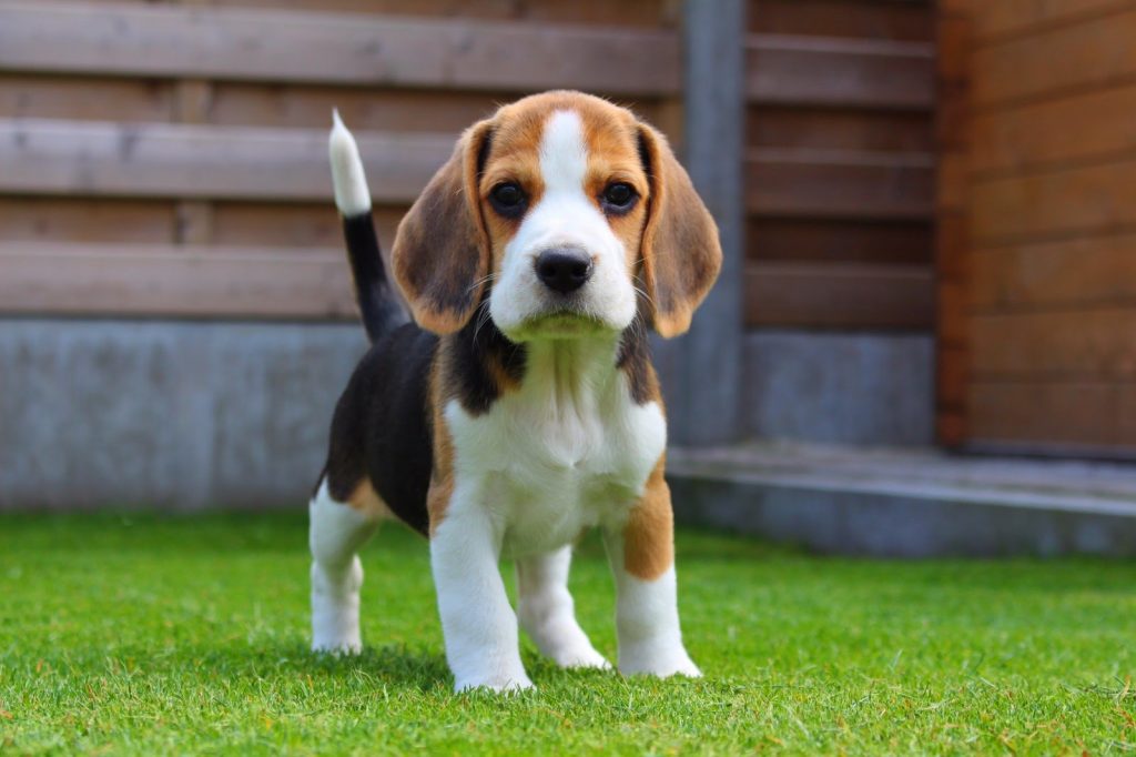 Qué características tienen los perros de la raza Beagle