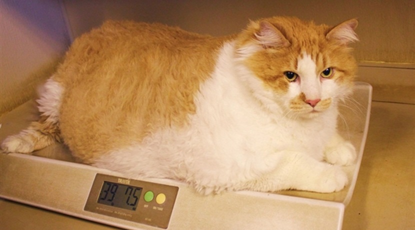 Qué causa la obesidad en los gatos
