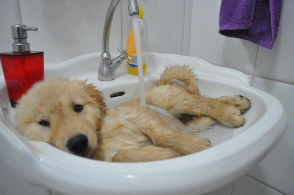 Qué champú utilizar para bañar a un perro