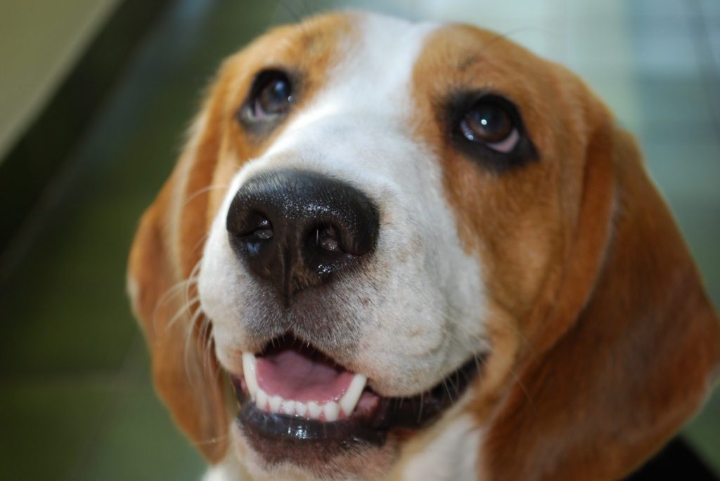 Qué problemas de salud son frecuentes en los Beagle