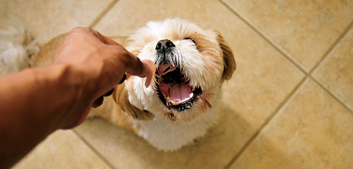 Qué puede estar causando que tu perro no mastique la comida