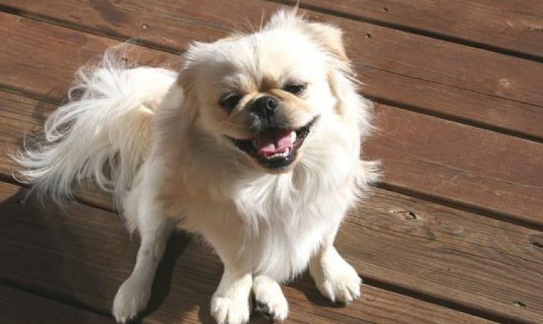 Todo lo que necesitas saber sobre la raza de perro pekinés