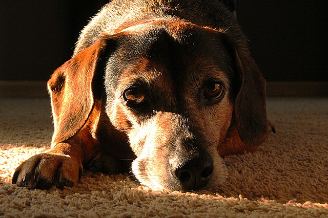 Remedios caseros para el estreñimiento en perros o estreñimiento canino