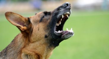 síntomas de rabia en perros
