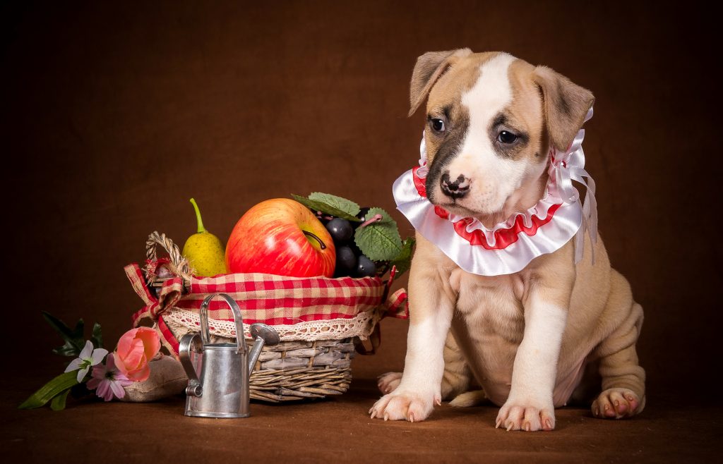 Verduras que pueden comer los perros