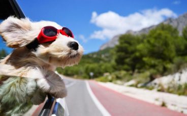 viajar-con-mascotas-sin-estres