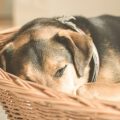 Consejos para calmar la ansiedad por separación en perros