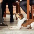 Consejos para educar a perros que se portan mal con las visitas