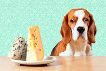Cuál es el alimento más venenoso para los perros