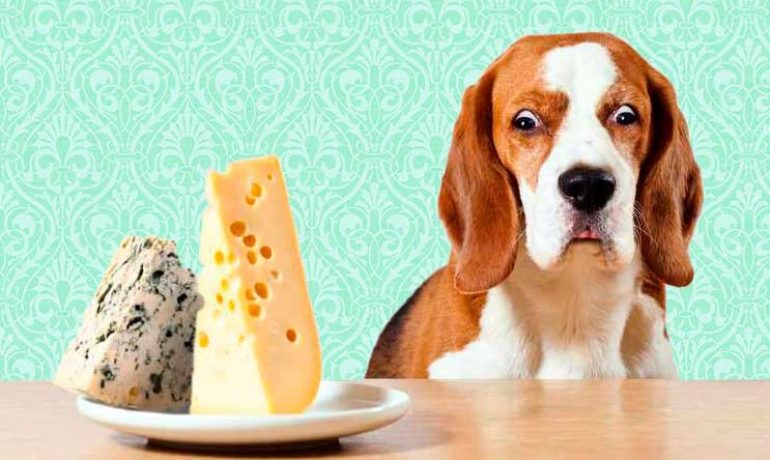 Cuál es el alimento más venenoso para los perros