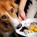 En qué se diferencian las vitaminas a los complejos vitamínicos para perros