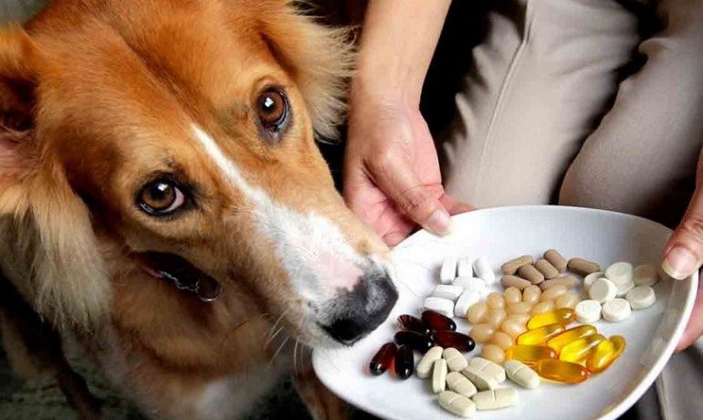 En qué se diferencian las vitaminas a los complejos vitamínicos para perros