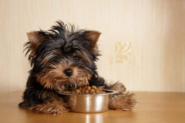 Por qué tu perro debe comer de un cuenco de acero inoxidable