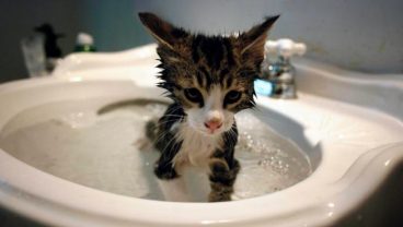 Te enseñamos cómo bañar a un gato