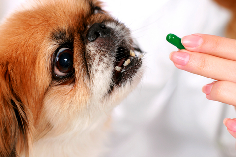 Vitaminas o suplementos para perros