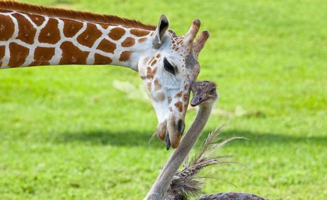 la amistad entre una jirafa y una avestruz