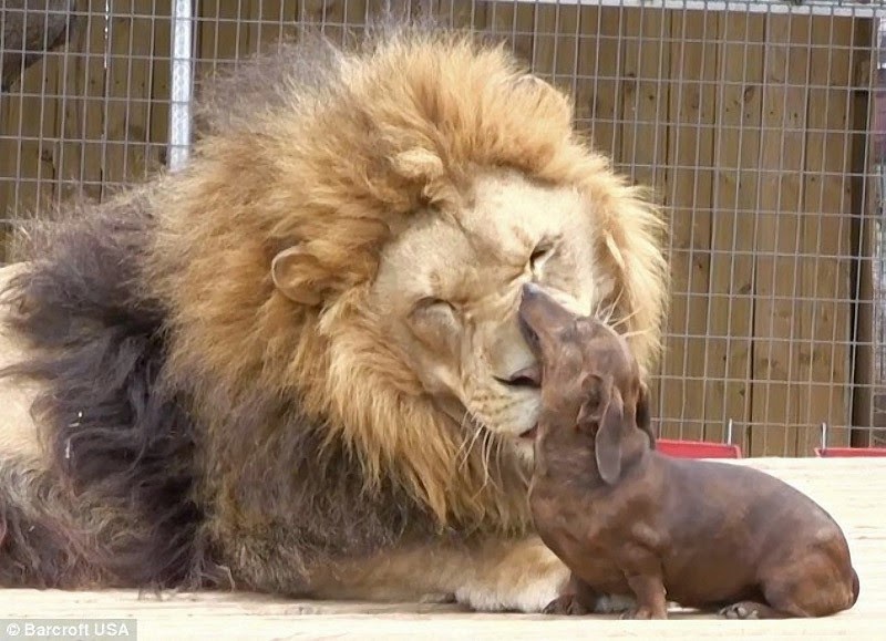 amistad Perro y león